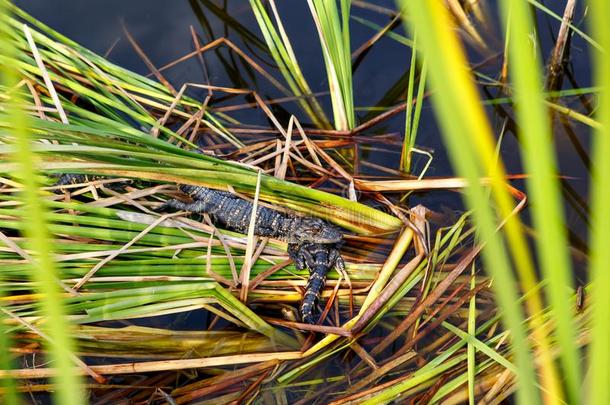 美国人婴儿短吻鳄采用弗罗里达州潮湿的土壤.Evergles国家的ParkinFlorida佛罗里达国家公园的沼泽地国家的