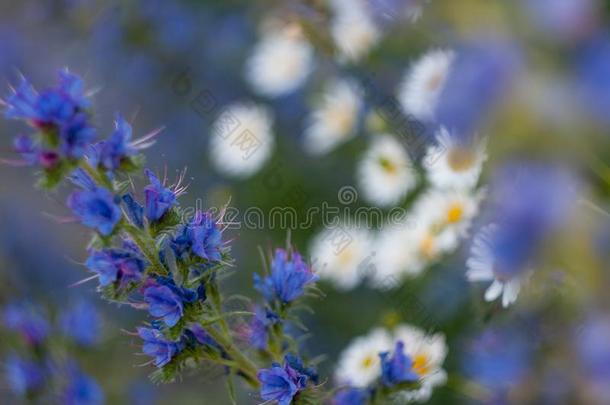 蓝色花和甘菊.