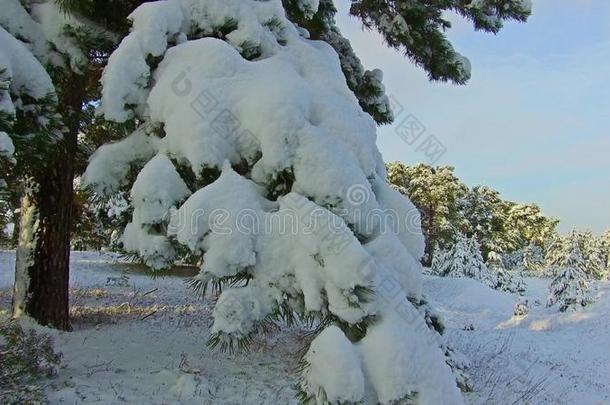 美丽的冬风景和雪大量的树.重的雪花