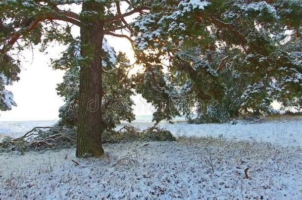 <strong>冬松</strong>树森林和下雪的圣诞节树.雪落下和