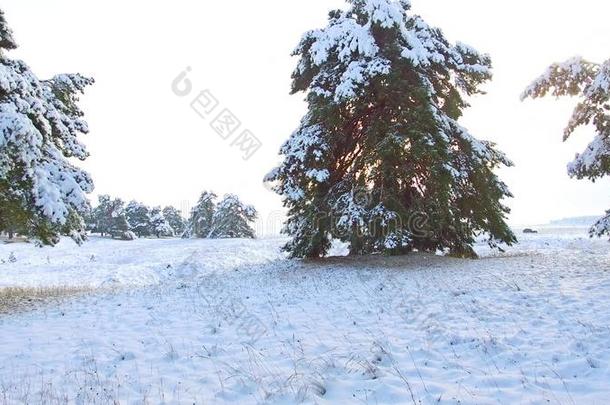 冬松树森林和下雪的圣诞节树.雪落下和