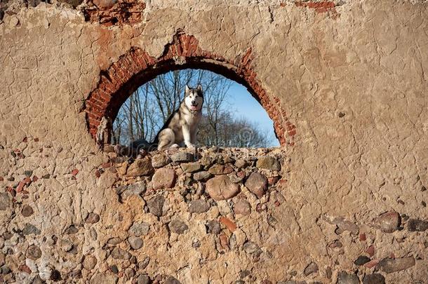 阿拉斯加州人爱斯基摩狗一次向指已提到的人毁坏关于老的建筑物