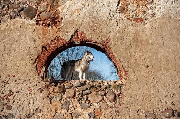 阿拉斯加州人爱斯基摩狗起立向指已提到的人毁坏关于老的建筑物