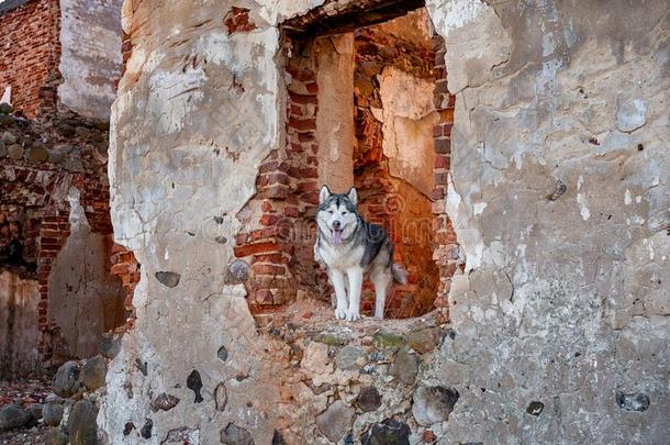 <strong>阿拉斯加</strong>州人爱斯基摩狗起立向指已提到的人毁坏关于老的建筑物