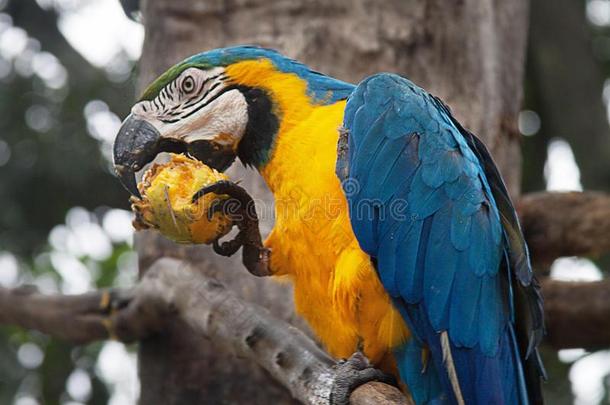 蓝色-和-黄色的金刚鹦鹉天坛星座阿拉鲁纳向一树e一ting一m一ngo