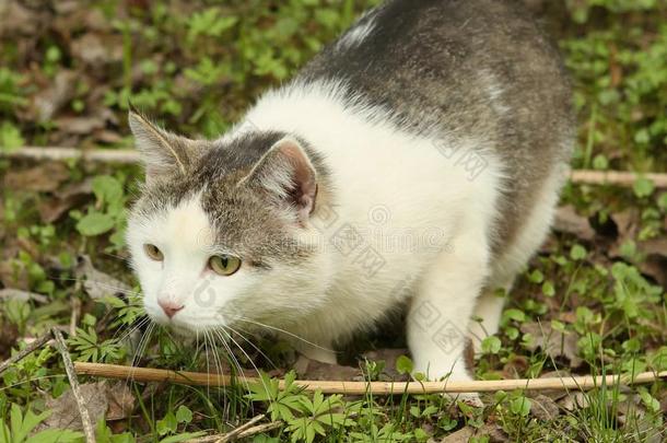 白色的猫比赛和打猎户外的夏照片