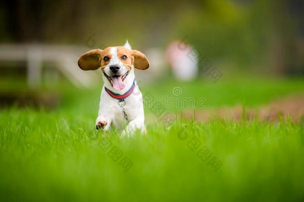 猎兔犬狗跑步通过绿色的田