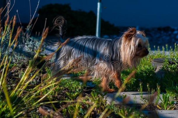 Yorkshireterrier约克夏犬玩具小狗