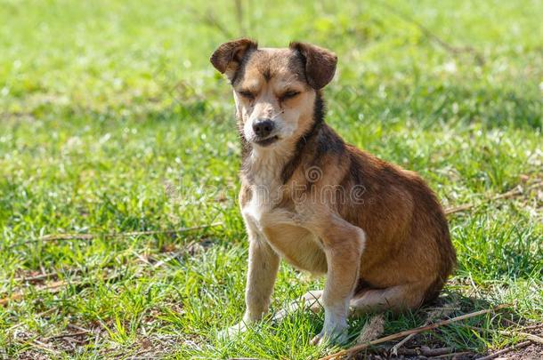 无家可归的狗.一无家可归的漂亮的棕色的狗步态采用自然.一狗英语字母表的第18个字母