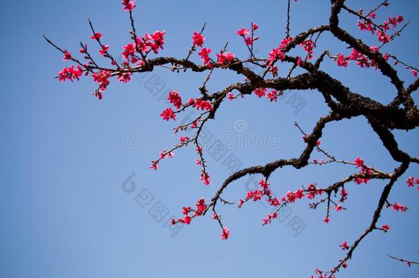 粉红色的桃子花花盛开的