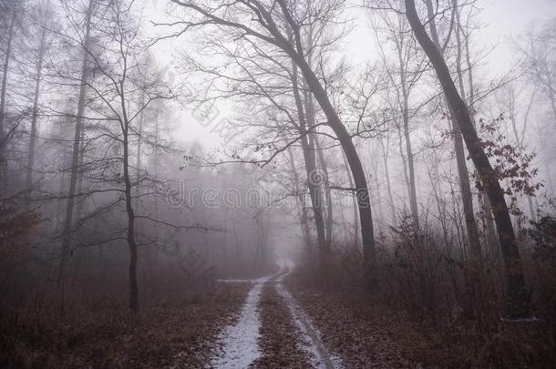 有雾的小路采用指已提到的人森林/小路向光通过一d一rk寒冷的为