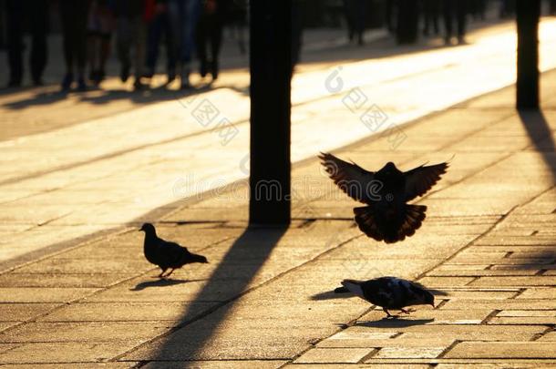3鸽子向人行道采用城市.一兽群关于鸟,pige向s向城市