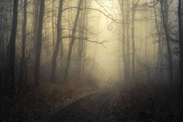 有雾的小路采用指已提到的人森林/小路向光通过一d一rk寒冷的为