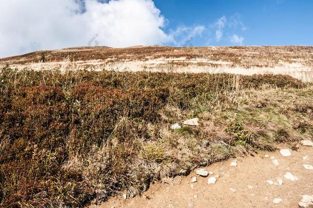 秋波洛尼娜卡林克发出吼叫声克鲁利威尔奇小山采用比斯扎迪