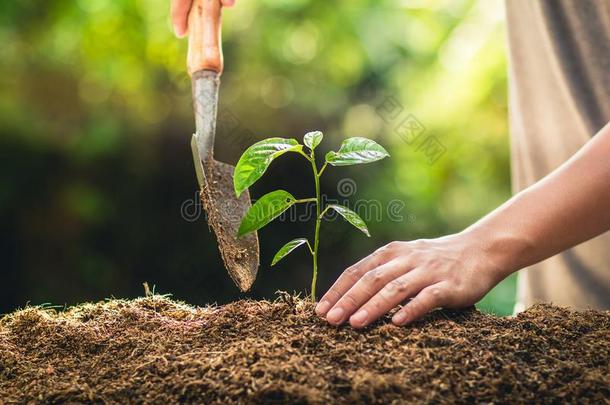 种植树生长激情成果和h和洒水采用自然