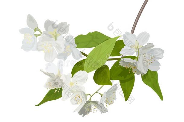 指已提到的人开<strong>花季</strong>节.盛开的树和微妙的白色的花