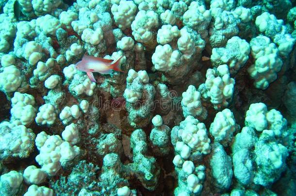珊瑚礁采用红色的海.背景