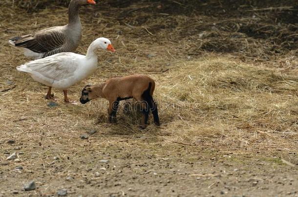 农场动物鹅和羊叫声-羔羊吃向指已提到的人农场田