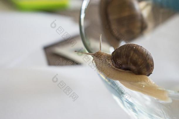 棕色的花园蜗牛向一gl一ss碗,