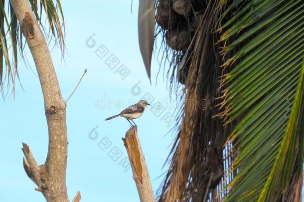 小的鸫鸟之类栖息近区腐烂椰子树