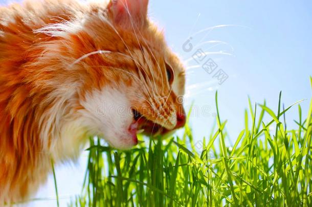 红色的猫食物新鲜的绿色的草向夏草地.