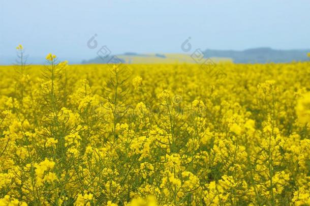 芥末提出,芥末农场,芥末花园,芥末农场采用