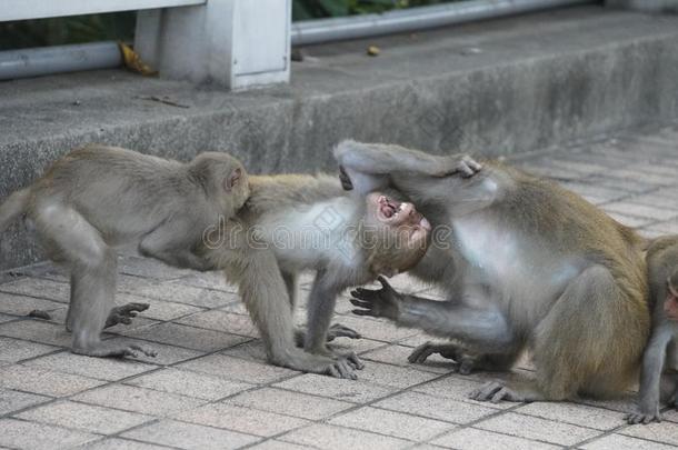 num.三台湾的猕猴采用mounta采用s关于高雄城市,台湾,