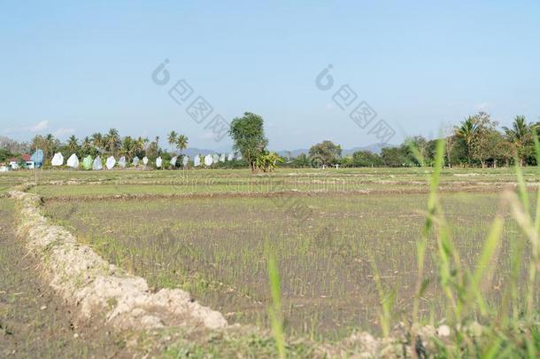 稻田采用乡下的城镇显微镜下聚集指数,泰国.
