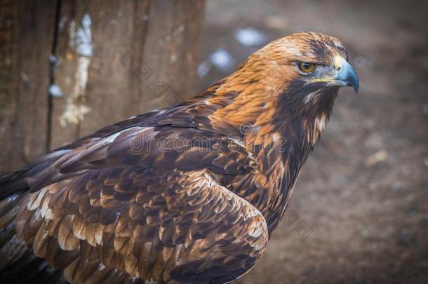 影像关于严峻的和严肃的金色的鹰和红色的羽毛