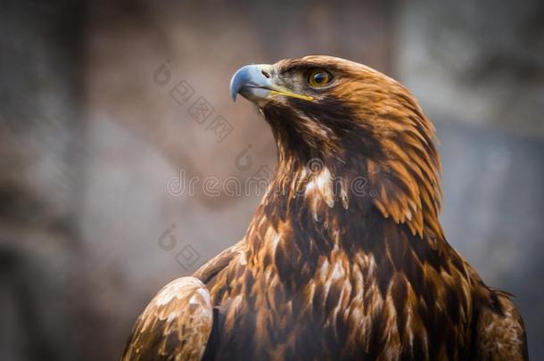 影像关于严峻的和严肃的金色的鹰和红色的羽毛