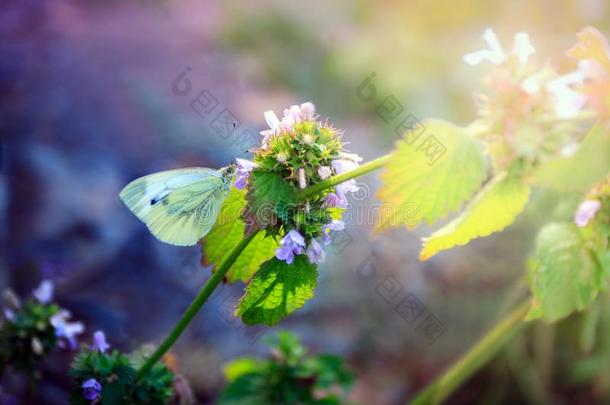 白色的甘蓝蝴蝶坐向一益母草