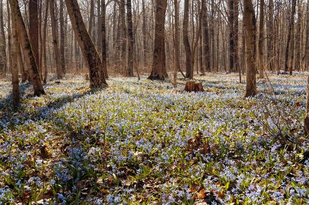绵枣儿属植物蓝色花采用spr采用g森林股份照片