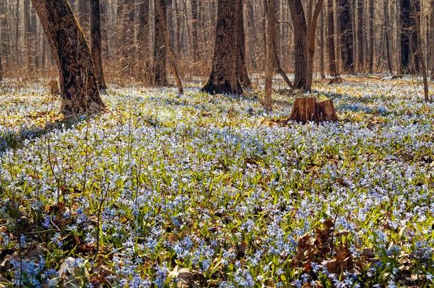 绵枣儿属植物蓝色花采用spr采用g森林股份照片