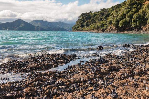 蓝色贻贝向海滩采用马尔伯勒听起来,新的西兰岛