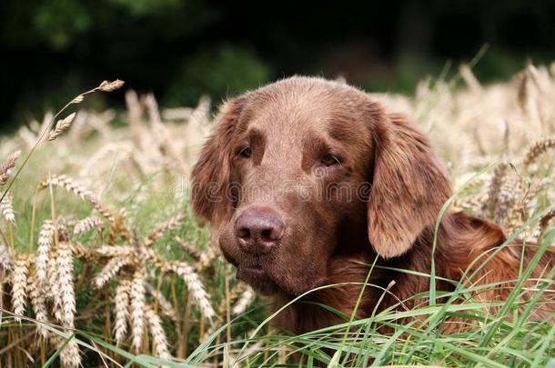 棕色的平的涂上一层的寻猎物犬肖像