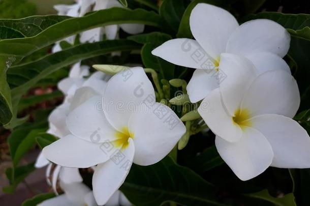 一看法关于美丽的白色的花