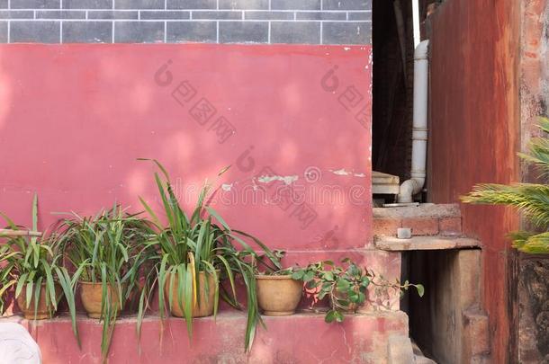 粉红色的毁灭的墙在的后面植物采用<strong>圆通</strong>庙