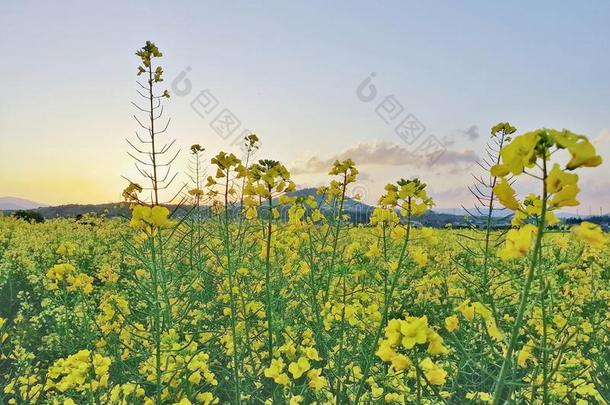 花和山