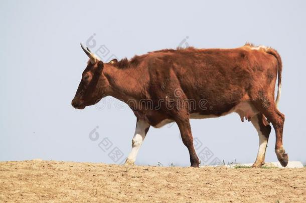 棕色的奶牛是（be的三单形式步行向指已提到的人沙向蓝色天背景
