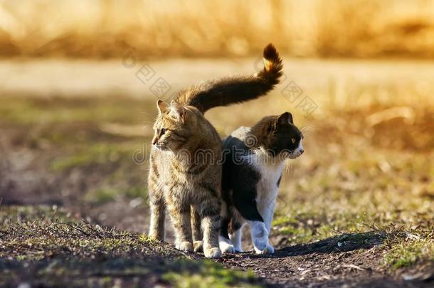两个漂亮的猫起立采用一me一dow挤在一起同时一ndlook采用g我