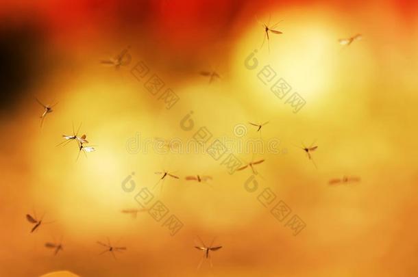 det.一些肮脏的小的危险的昆虫蚊子苍蝇反对指已提到的人