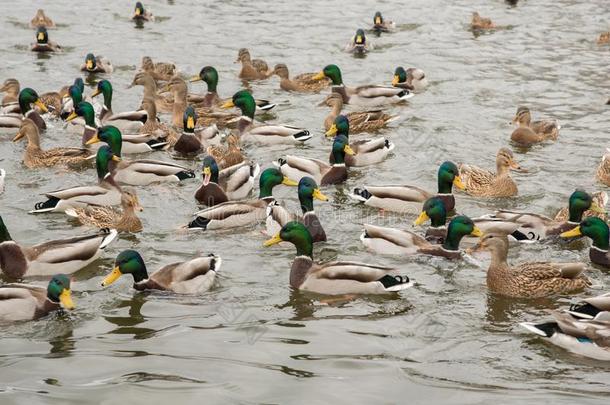 一组关于美丽的棕色的鸭和公鸭游泳采用指已提到的人河
