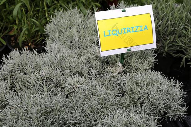 植物和标签甘草哪一个采用意大利人方法欧亚甘草
