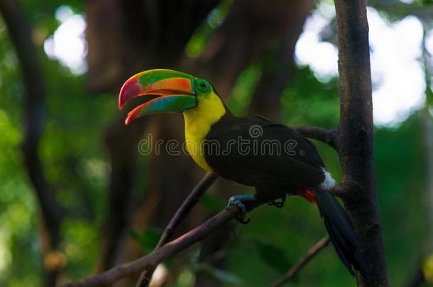 指已提到的人富有色彩的彩虹巨嘴鸟和长的嘴和陌生的舌头