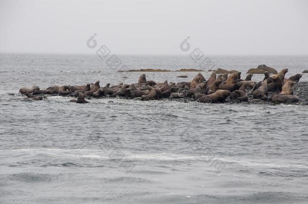 看法关于海狮子静止的向海滩在海岸