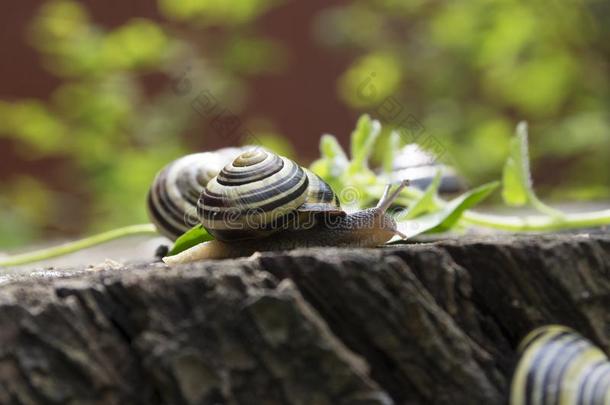蜗牛属海草,蜗牛属长春花-白色的-有嘴的蜗牛