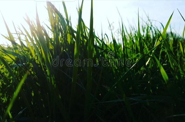 草和阳光光束蓝色天