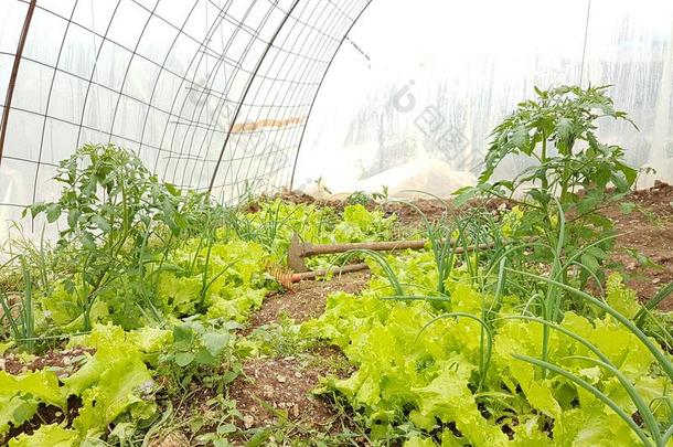 莴苣农业叶子食物陆地泥土锄头