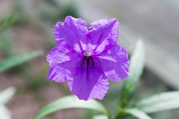 卷或野生的矮牵牛花