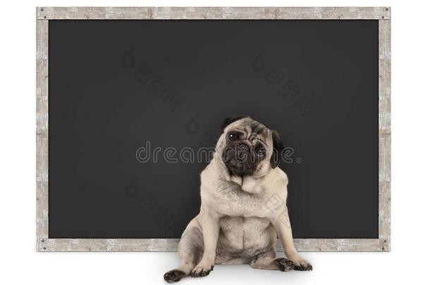 聪明的有趣的哈巴狗小狗狗一次采用前面关于空白的黑板